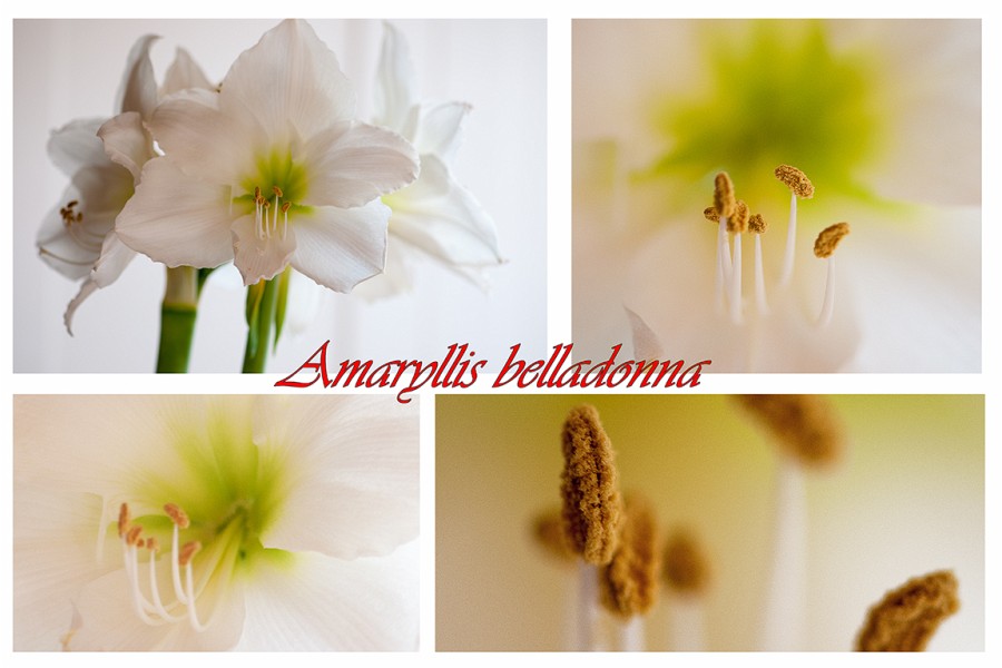 05 Amaryllis.jpg